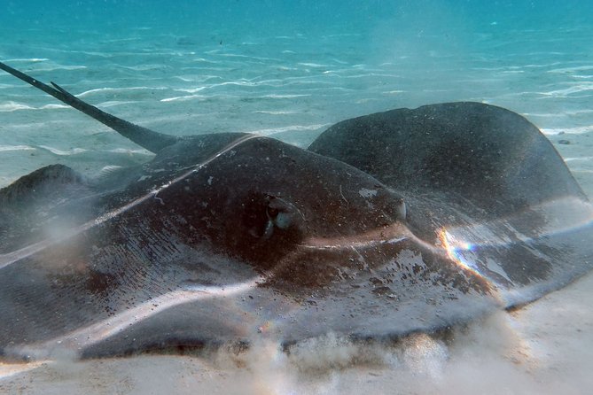 Moorea Lagoon Tour by Transparent Kayak - Additional Information for Travelers