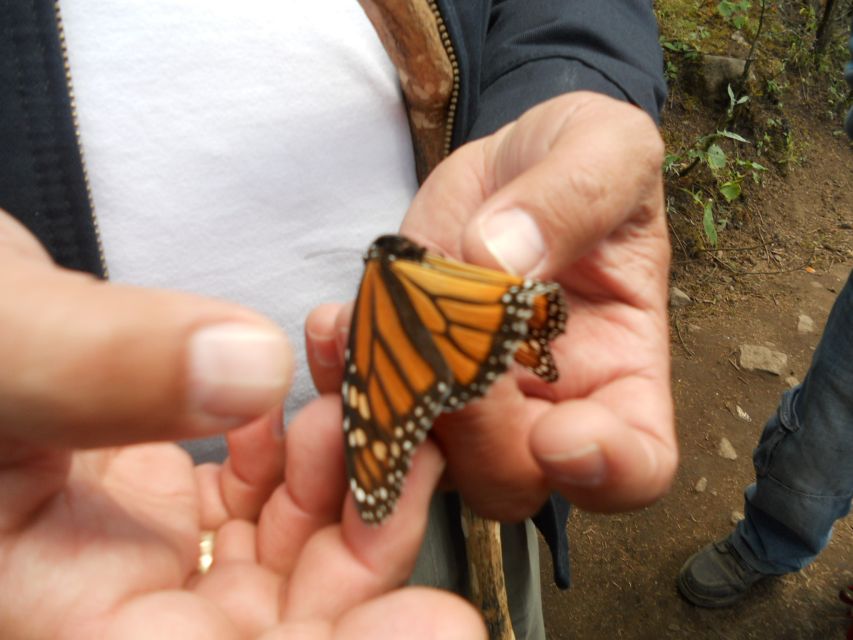 Morelia: Monarch Butterfly Tour - Meeting Point & Logistics