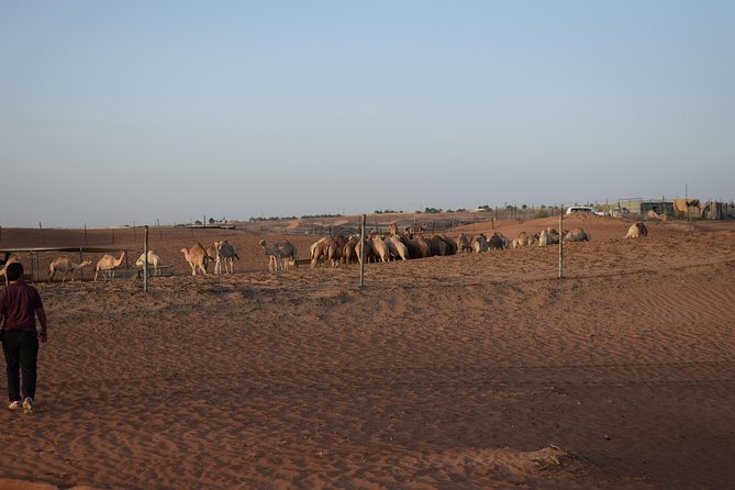 Morning Desert Safari With Camel Ride & Sand Boarding - Last Words