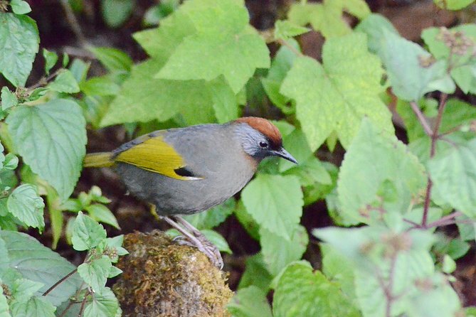 Mount Doi Inthanon Hiking & Bird Watching - Mountain Hike and Scenic Sightings