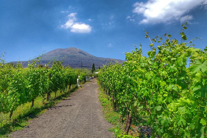 Mount Vesuvius Tour Plus Winery Lunch  - Sorrento - Customer Reviews