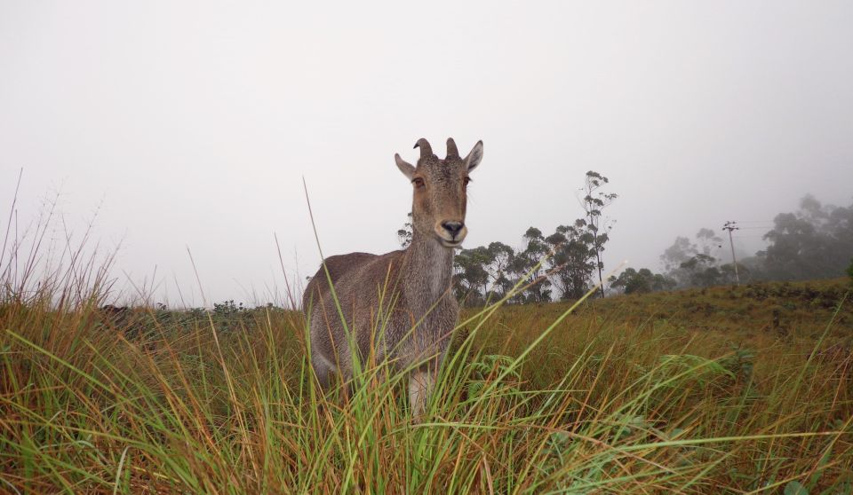 Munnar Birding and Bird Photography Trip - Expert Guide Insights