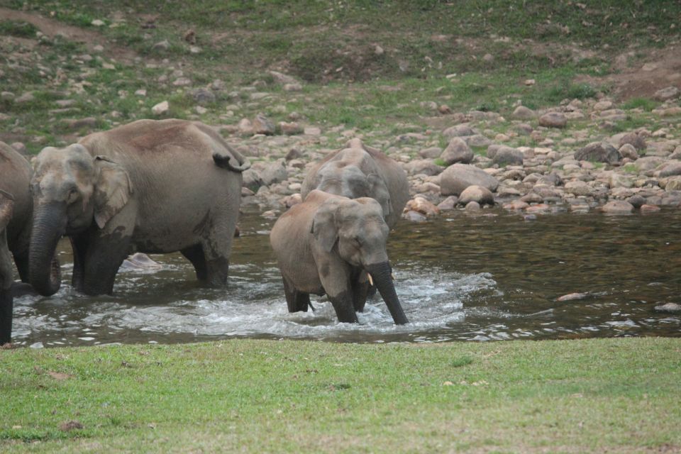 Munnar Tea Trek Elephant Land Safari - Common questions