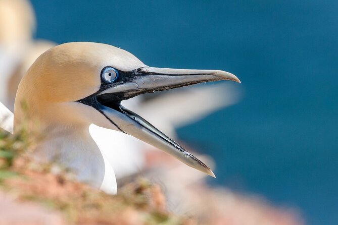 Muriwai Scenic Gannet & Wine Experience Incl. Lunch - Day Tour From Auckland - Lunch Inclusions