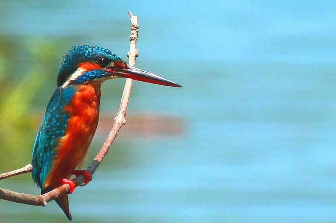 Muthurajawela Bird Watching Tour From Negombo / Colombo - Tour Itinerary and Highlights