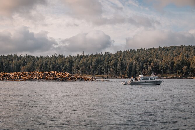 Nanaimo Whale Watching in a Semi-Covered Boat - Logistics