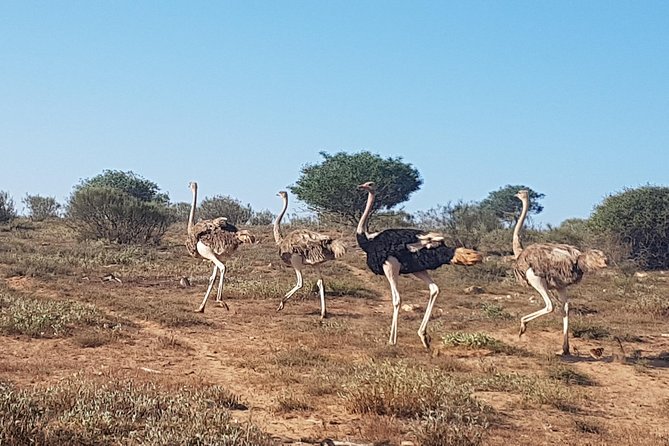 National Park of Souss Half Day Trip From Agadir - Additional Information and Resources