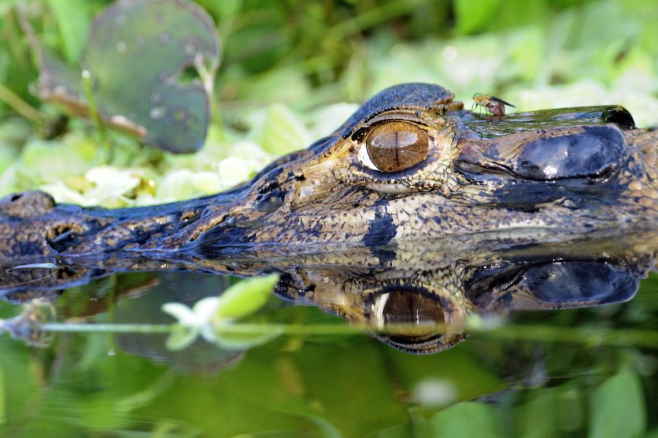 Neotropical Forest 2 Days - Wildlife Observation Opportunities