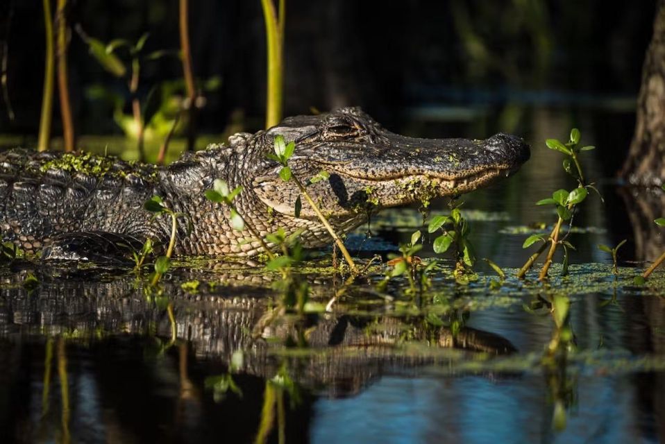 New Orleans: Manchac Magic Kayak Swamp Tour - Participant and Date Selection