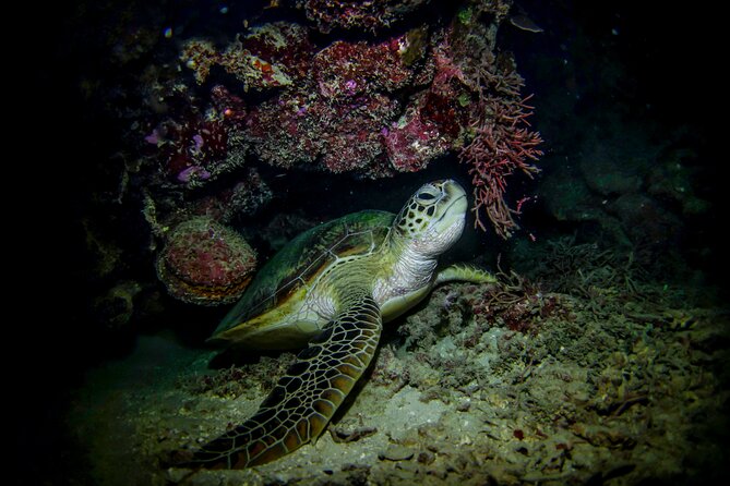 Night-Time Snorkel at Turtletown With Stars, Lights, and Photos - Experience Highlights