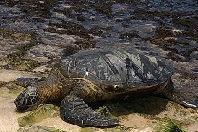 North Shore / Waimea, Falls Day & Swim With Turtles - Tour Inclusions