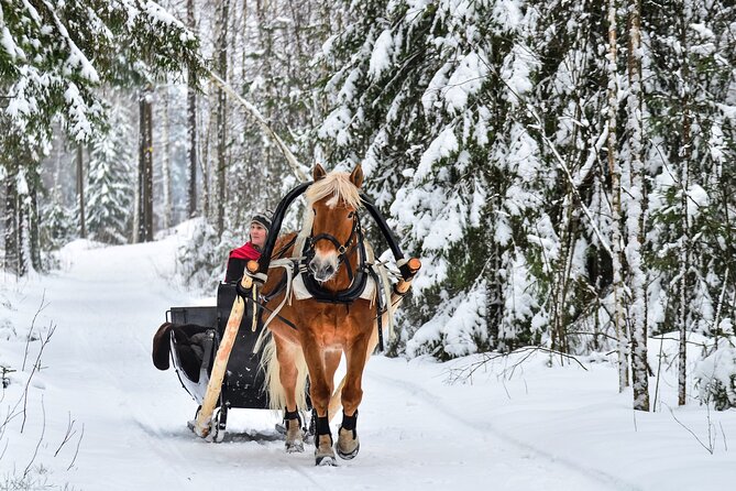 Northern Lights Tour With Finn Horses Sleigh Ride in Lapland - Common questions