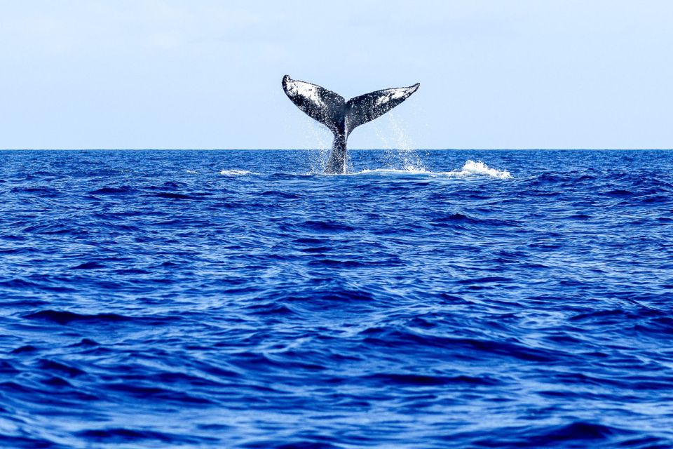 Oahu: Eco-Friendly West Coast Whale Watching Cruise - Whale Spotting in Natural Habitat