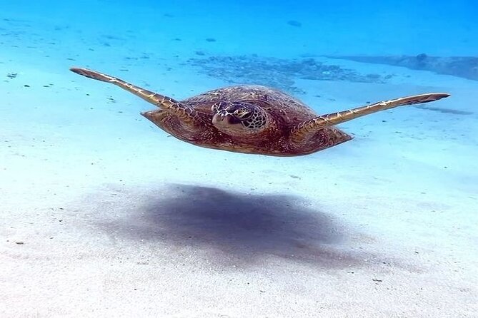 Oahu, Hawaii Small-Group Scuba Diving Tour Away From Crowds - Booking Information