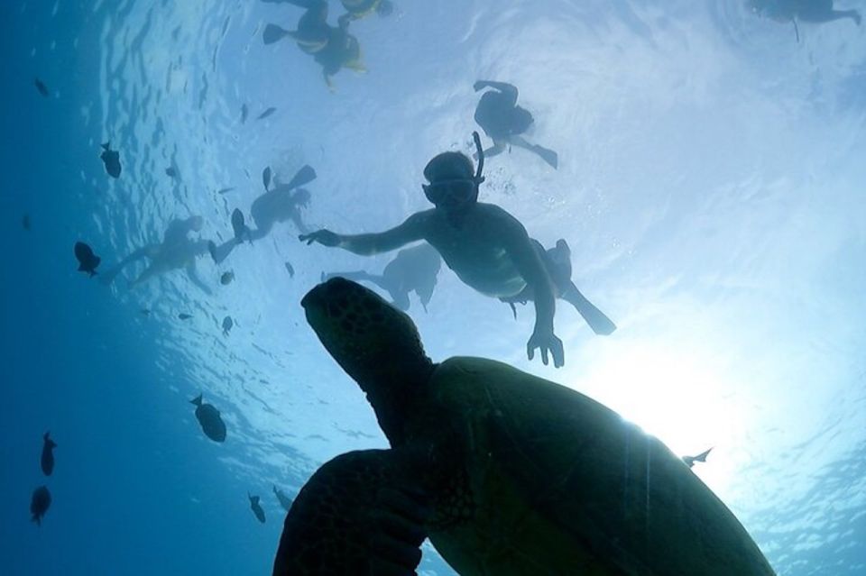 Oahu: Waikiki Turtle Snorkeling Adventure Cruise - Last Words