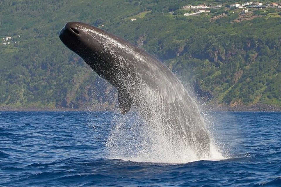 Observation of Whales and Dolphins in the Peak - Last Words
