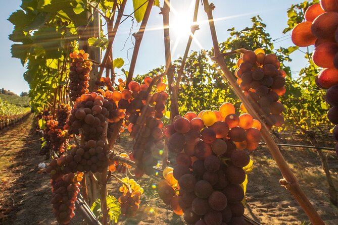 Okanagan Falls Wine Tour Full Day Guided With 5 Wineries - Transportation Details