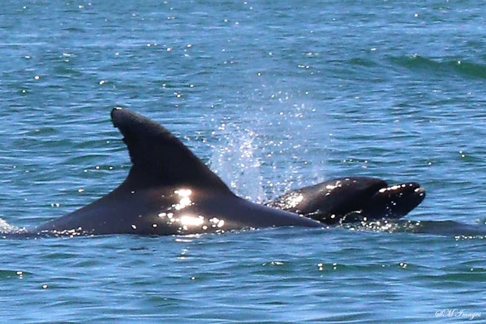 Olhão: Dolphin and Wildlife Watching Boat Tour - Tour Title