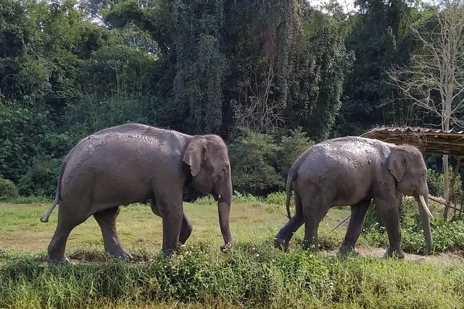 One Day Hiking and Elephant Experience by Chiang Mai Elephant Home - Additional Information and Policies