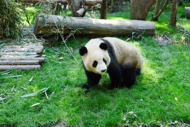 One-Day Private Panda Tour Of Chengdu - Reviews and Ratings