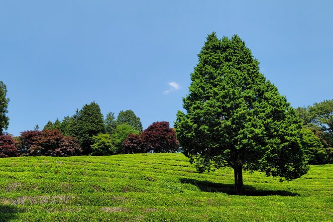 One Day Tour in Boseong Tea Plantation & Suncheon National Garden - Booking Information