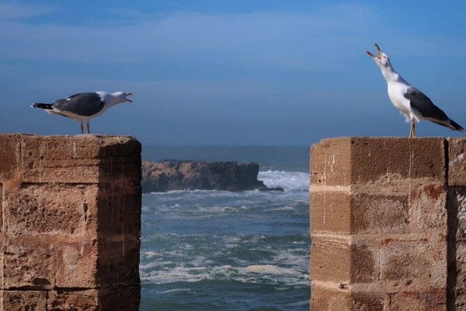 One Day Trip From Marrakech To Essaouira - Traveler Feedback and Ratings