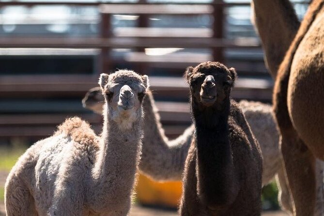 One Hump Camel Farm and Wine Tour - Itinerary Details