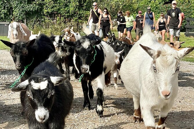 Ontario: Goat Meet-and-Greet Family-Friendly Farm Experience - Traveler Engagement and Reviews