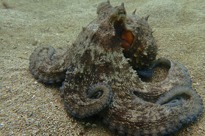 Open Water Diver Course in Arrabida Natural Park (Near Lisbon) - Transparent Pricing