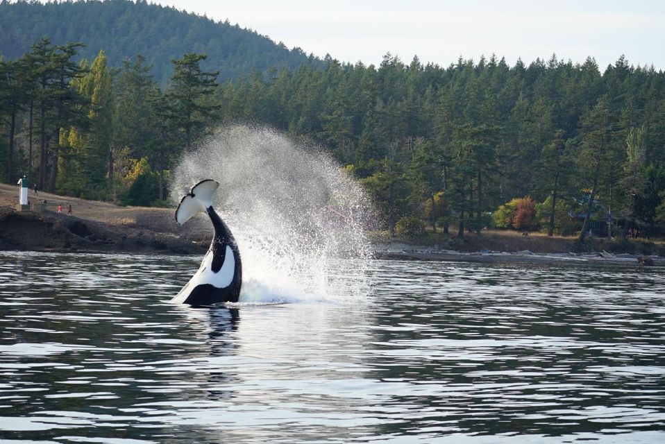 Orcas Island: Whales Guaranteed Boat Tour - Boat Features