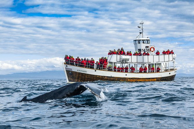 Original Carbon Neutral Whale Watching Tour From Húsavík - Cancellation Policy and Weather Conditions