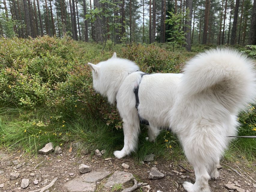 Oslo: Skjennungstoppen Wildlife Forest Hiking Tour - Helpful Information
