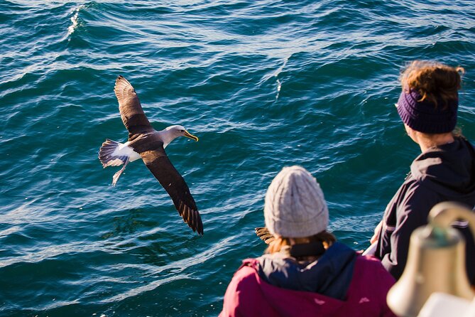 Otago Harbour Wildlife Cruise (Dunedin Shore Excursion) - Reviews and Ratings Overview