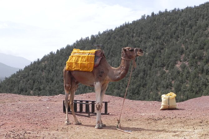 Ourika Valley and Atlas Mountains Day Trip From Marrakech - Practical Information