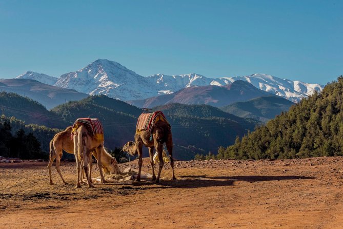 Ourika Valley : Atlas Mountains Day Trip From Marrakech - Booking and Cancellation Policy Details