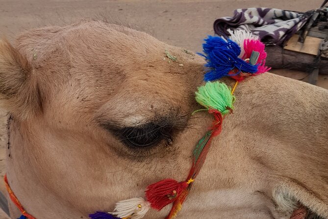 Overnight Camel Trek in Merzouga Dunes - Campsite Accommodations