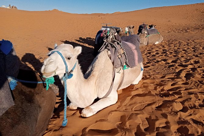 Overnight Desert Tour From Fez - Small Group - Traveler Reviews and Ratings