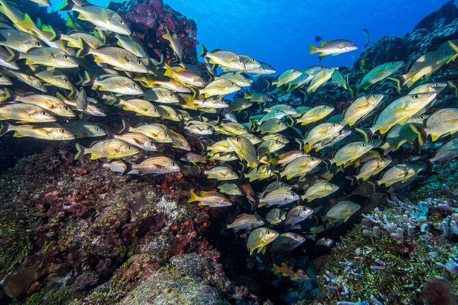PADI Discover Scuba Diving Program in the Riviera Maya - Customer Reviews