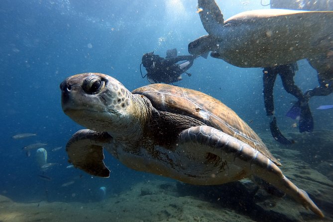 PADI Scuba Dive Course in Costa Adeje - Additional Information