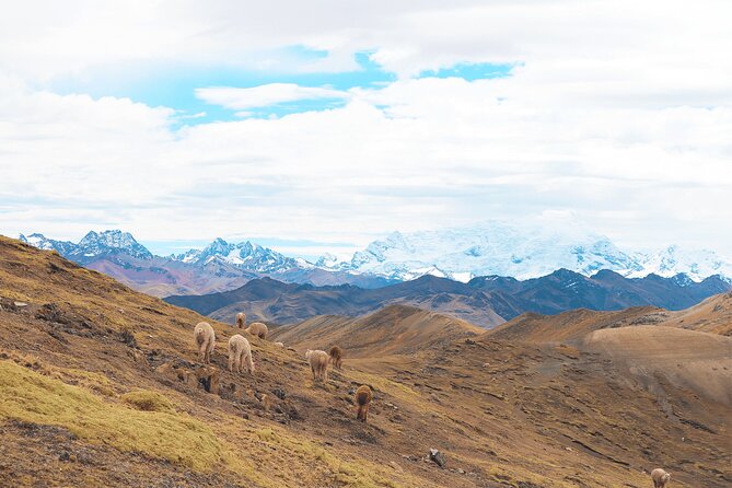 Palccoyo Rainbow Mountain Tour - Full Day Tour (Group Service) - Additional Information and Tips