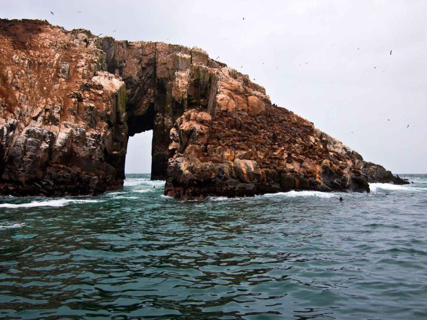 Palomino Islands Speedboat Excursion & Swim With Sea Lions - Activity Information