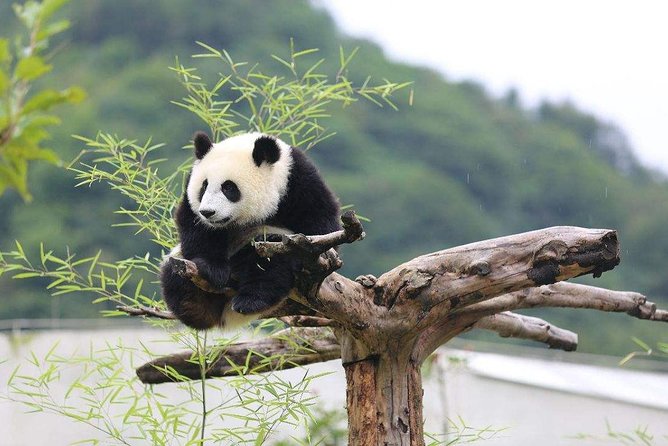 Panda and Leshan Buddha Small Group Tour - Common questions