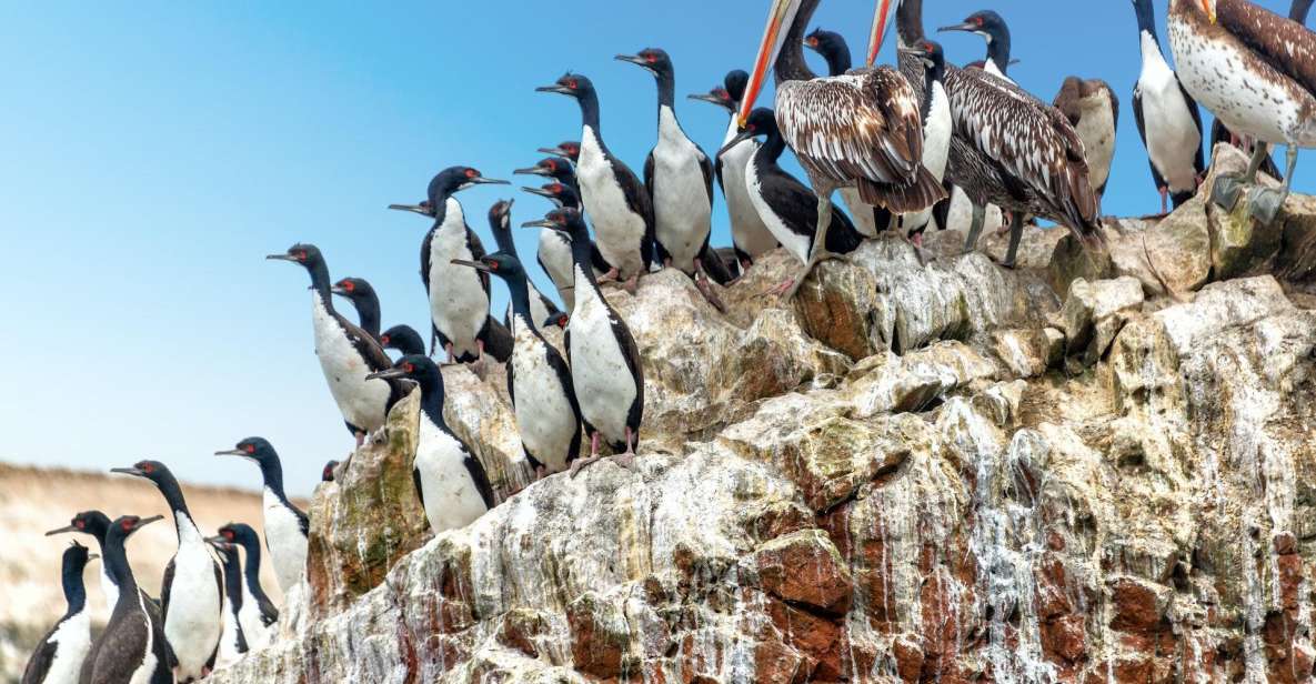 Paracas: Short Excursion to Ballestas Island Sea Lions - Inclusions