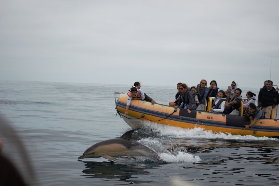 Peniche: Dolphin Route Boat Trip - Participant Engagement Suggestions