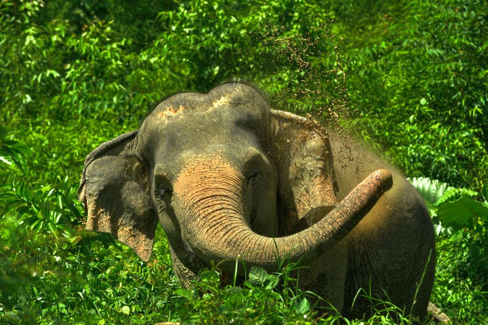 Phuket: Elephant Jungle Sanctuary 'Watch Me' Experience - Highlights of the Experience