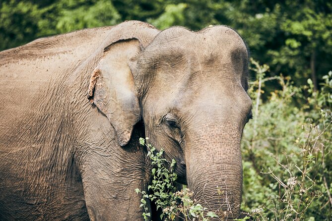 Pick up Hambantota: Udawalawe National Park Adventure - Safety Guidelines