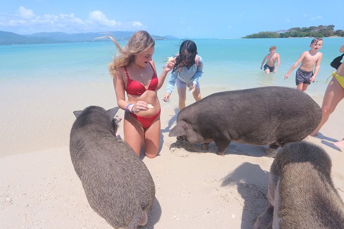 Pig Feeding, Kayaking, Snorkeling Trip at Pig Island By Speedboat From Koh Samui - Suggestions for Island Improvement