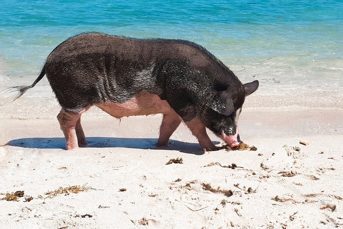 Pig Island Private Longtail Boat Trip From Koh Samui - Additional Information