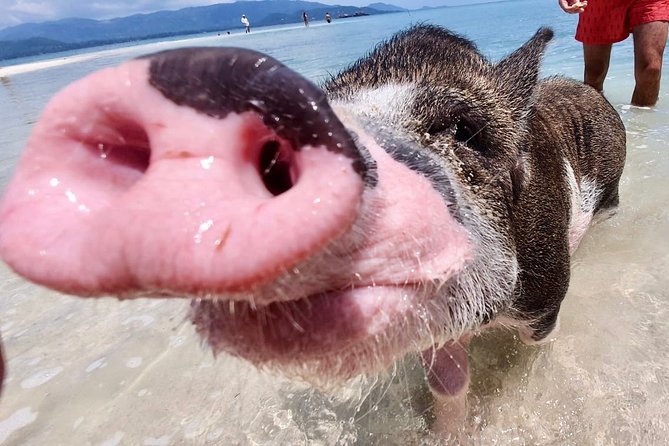 Pigs Island Exclusive Semi VIP - Traveler Experience Highlights
