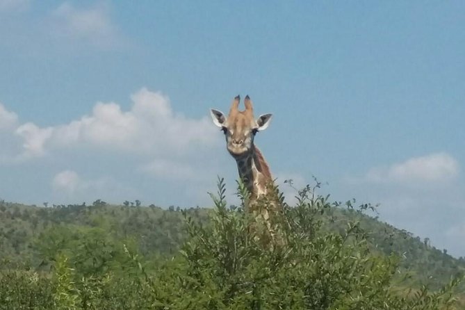 Pilanesberg Camping Safari From Johannesburg - Customer Feedback and Reviews